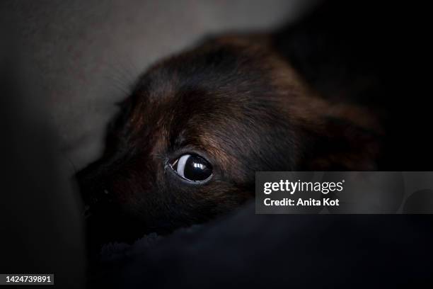 a scared puppy - animal ear - fotografias e filmes do acervo