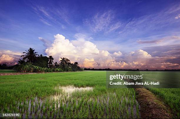 Kampung Roe 1,806 Kampung Village Stock Photos, High-Res Pictures, and Images ...