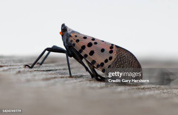 Spotted lanternfly walks along a ledge next to the Hudson River on September 16 in Jersey City, New Jersey.