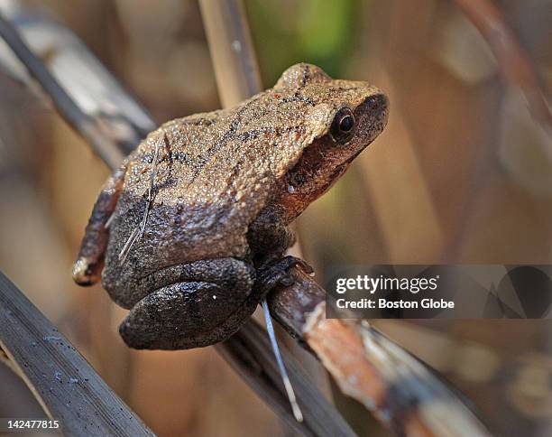 Springtime Frog Spring Peeper Frog Photos and Premium High Res Pictures - Getty Images