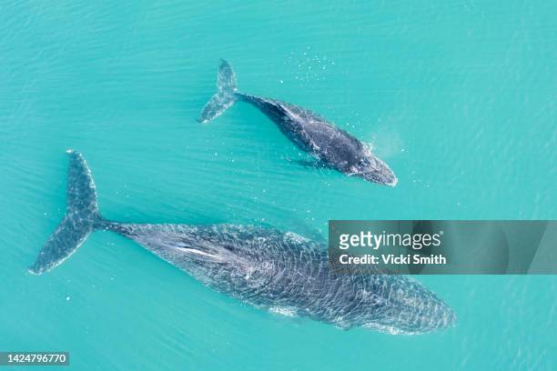 aerial viewpoint of large humpback whale and baby calf  swimming in blue ocean water - ballenato fotografías e imágenes de stock