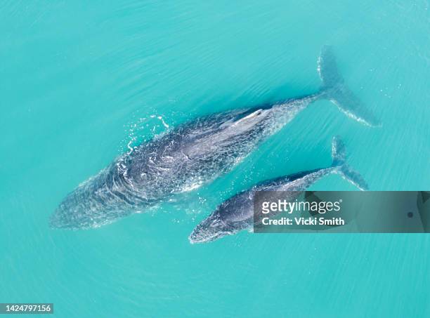 aerial viewpoint of large humpback whale and baby calf  swimming in blue ocean water - ballenato fotografías e imágenes de stock