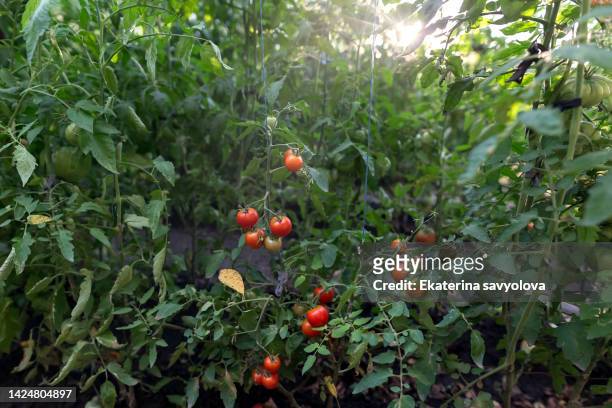 growing tomatoes in the garden. tomato bushes with fruits. - plant de tomate bildbanksfoton och bilder