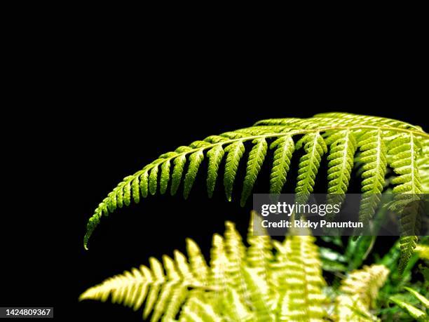 Java Fern Background 302 Java Fern Stock Photos, High-Res Pictures, and Images - Getty Images