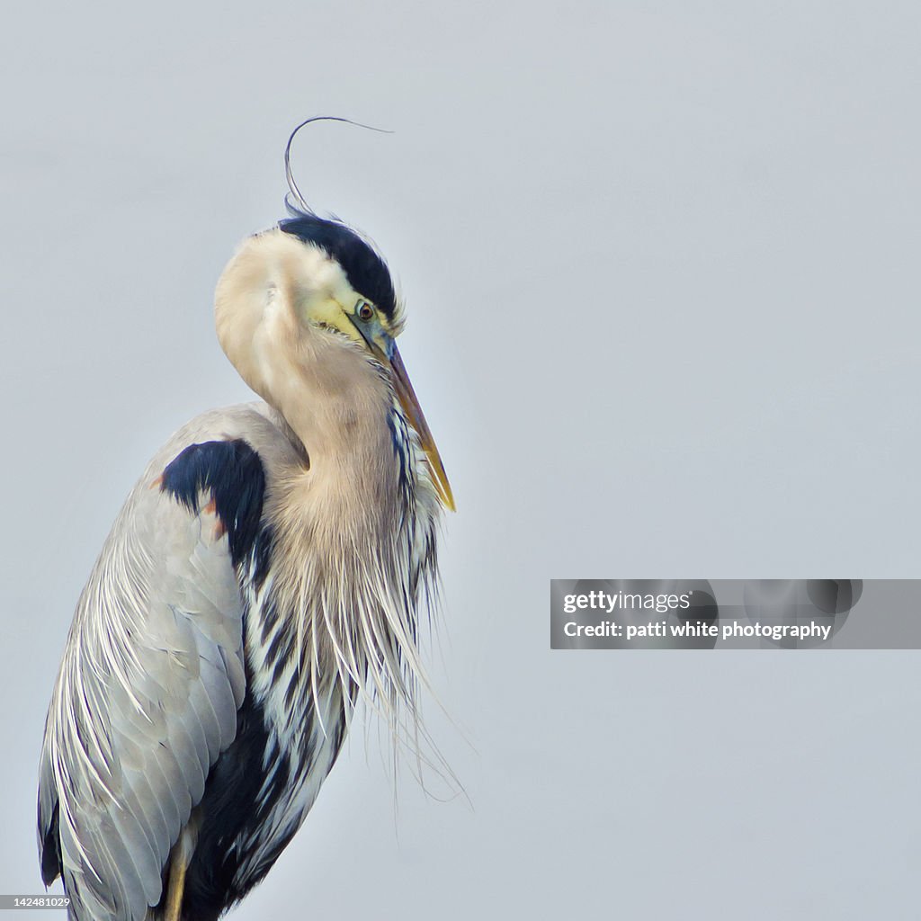 Great blue heron