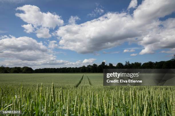 young green wheat growing in an agricultural field on a springtime day. - low angle view of wheat growing on field against sky fotografías e imágenes de stock