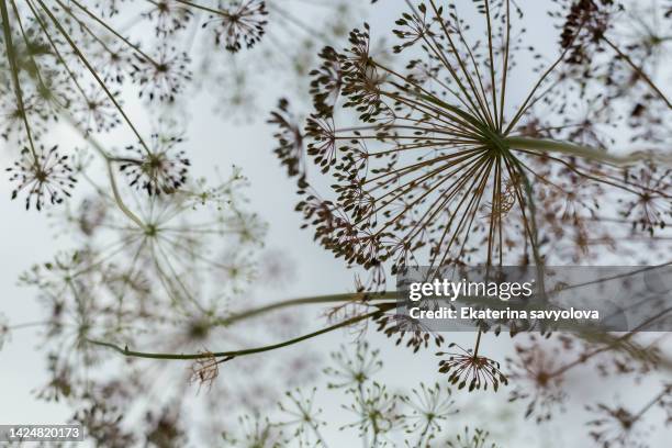 dry umbrellas of dill against the sky. - dill stock-fotos und bilder