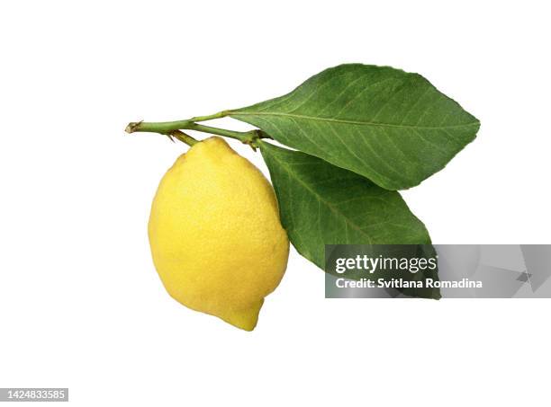 fresh lemon with leaves isolated on white - albero di limone foto e immagini stock