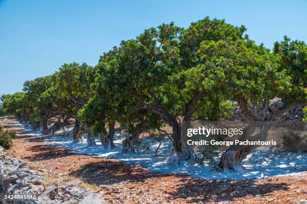 Mastic Color Tree 129 Mastic Tree Stock Photos, High-Res Pictures, and Images - Getty Images