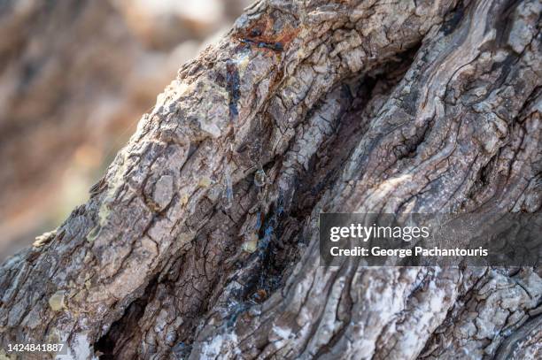 Mastic Color Tree Mastic Tree Photos and Premium High Res Pictures - Getty Images