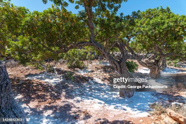 Mastic Color Tree 107 Mastic Trees Stock Photos, High-Res Pictures, and Images - Getty Images