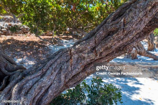 Mastic Color Tree Mastic Tree Photos and Premium High Res Pictures - Getty Images
