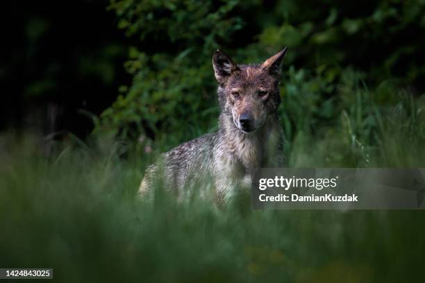 grey wolf (canis lupus) also known as the gray wolf. - wolf stockfoto's en -beelden