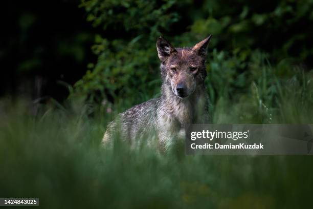 grey wolf (canis lupus) also known as the gray wolf. - grijze wolf stockfoto's en -beelden