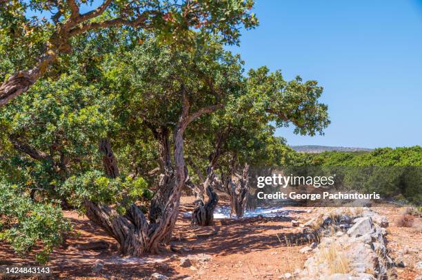 Mastic Color Tree 107 Mastic Trees Stock Photos, High-Res Pictures, and Images - Getty Images