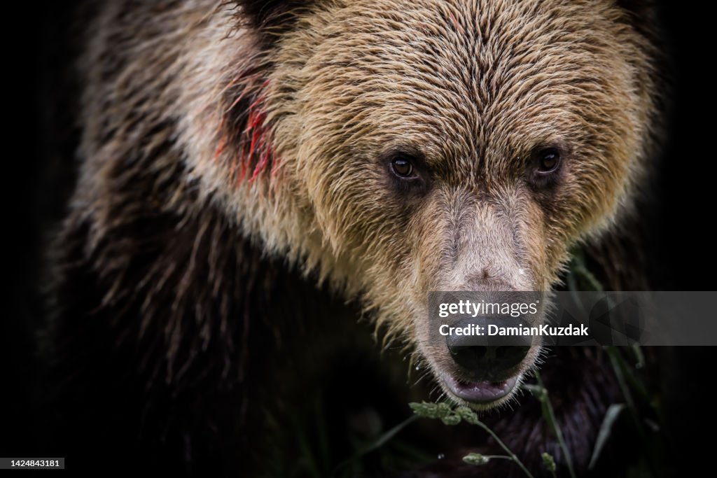 Ours brun (Ursus arctos)