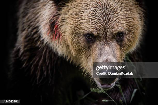 brown bear (ursus arctos) - klauw-lichaamsdeel-van-dieren stockfoto's en -beelden