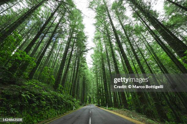 road among tall pine trees, madeira island, portugal - trees low view imagens e fotografias de stock