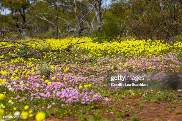 Springtime In Australia Springtime In Western Australia Photos and Premium High Res Pictures ...