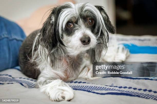 chinese crested dog looking at the camera - cão chinês de crista imagens e fotografias de stock