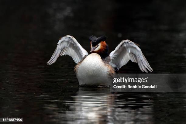 great crested grebe - animal's crest stock pictures, royalty-free photos & images
