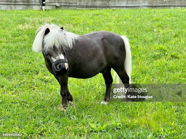 shetland pony in a field - restraint muzzle stock-fotos und bilder