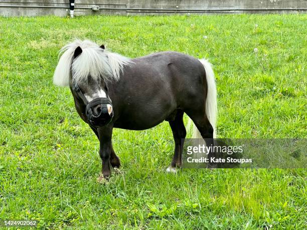 shetland pony in a field - pony paard stockfoto's en -beelden