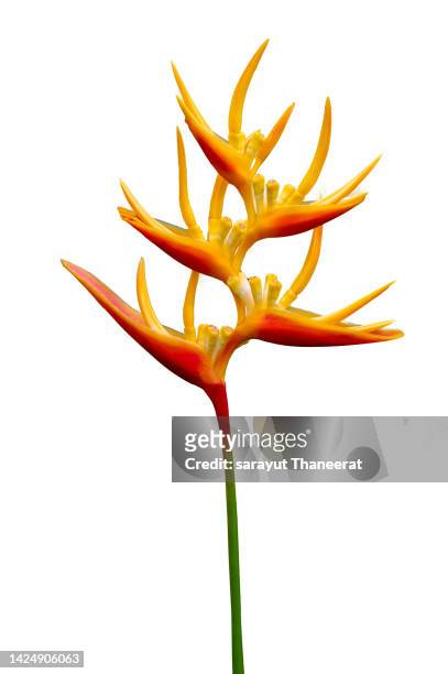 strelitzia isolate tropical flower white background - hawaiian heliconia stock pictures, royalty-free photos & images