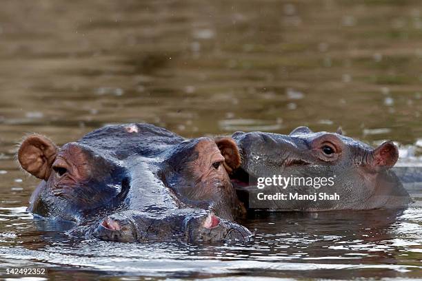 hippopotamus and baby - baby hippo stock pictures, royalty-free photos & images