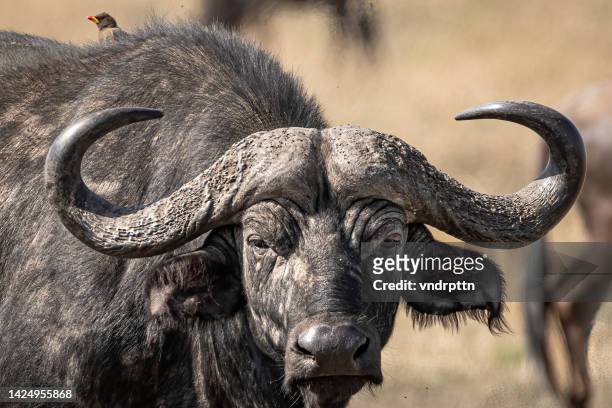 afrikanischer büffel in der serengeti - oxen stock-fotos und bilder