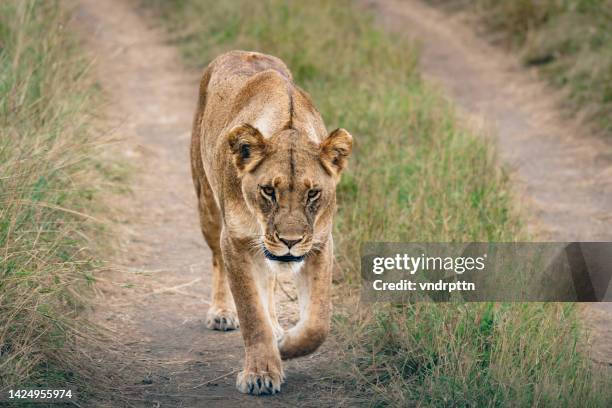 lioness walking on roadway in the serengeti - lioness stock pictures, royalty-free photos & images