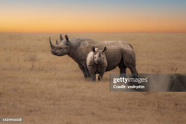 rinoceronti nelle pianure del serengeti - rinoceronte foto e immagini stock