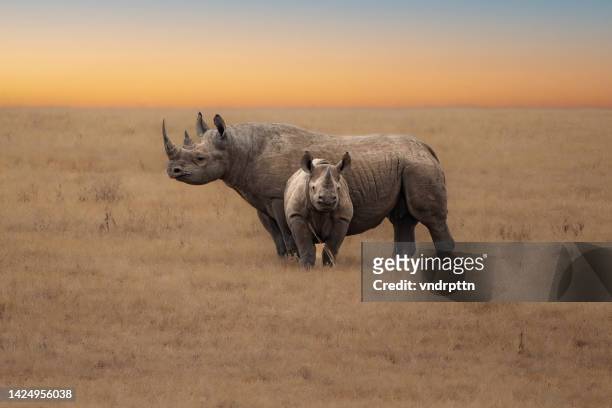 rhinos on the plains of the serengeti - neushoorn stockfoto's en -beelden