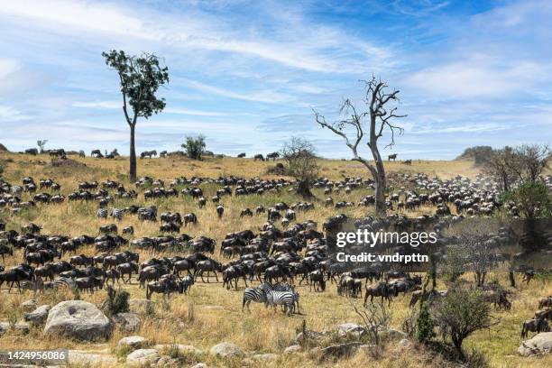 gnus große wanderung in der serengeti - tierwanderung stock-fotos und bilder