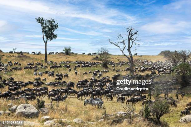 wildebeest great migration in the serengeti - migrating stock pictures, royalty-free photos & images