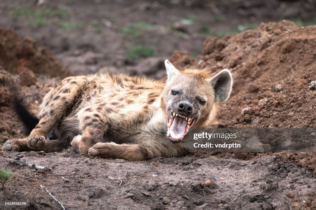Tüpfelhyäne in der Serengeti
