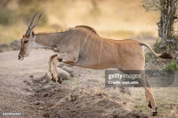 great kudo in the serengeti - kudu stock pictures, royalty-free photos & images