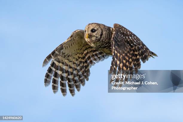 barred owl flying - barred owl stock pictures, royalty-free photos & images