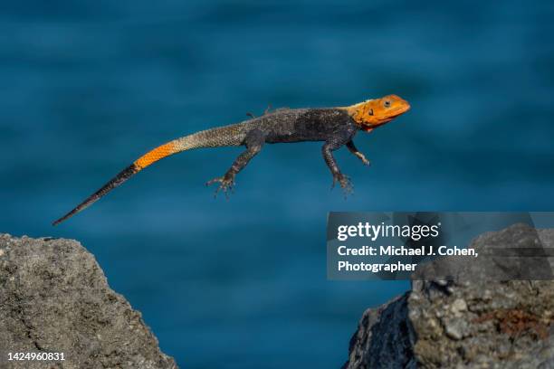 leaping lizard - siedleragame stock-fotos und bilder