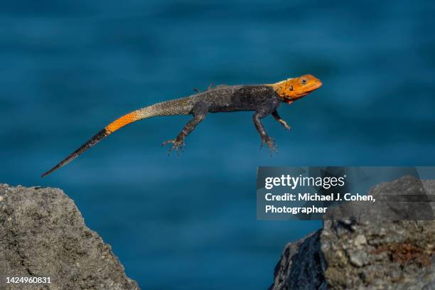 55 Leaping Lizards Stock Photos, High-Res Pictures, and Images - Getty ...