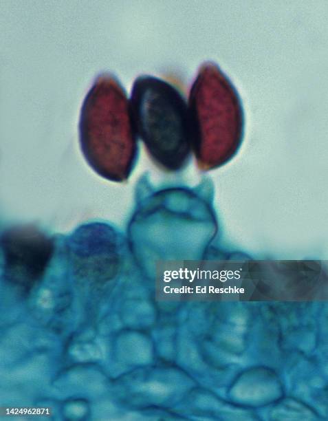 basidium and basidiospores on gills of inky cap mushroom (coprinus) 500x - basidiospore stockfoto's en -beelden
