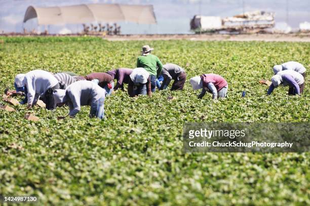 landwirtschaftliche wanderarbeiter bei der ernte von erdbeeren durch handpflücken - farm workers california stock-fotos und bilder