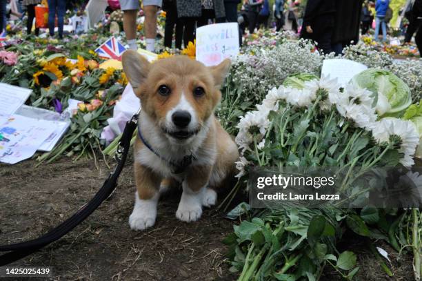 Corgi puppy sits near tributes left for Queen Elizabeth II in Green Park on September 18, 2022 in London, United Kingdom. Queen Elizabeth II is lying...