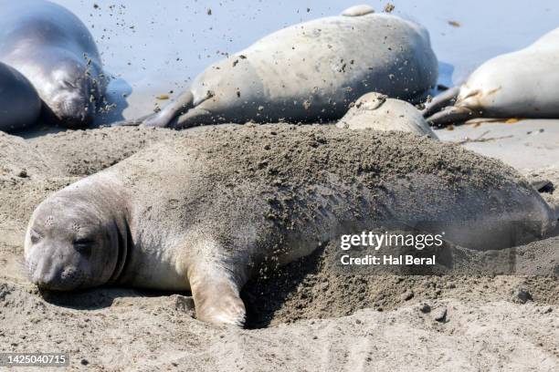 northern elephant seals female hauled out on the beach flippping sand onto it's back - northern elephant seal stock pictures, royalty-free photos & images