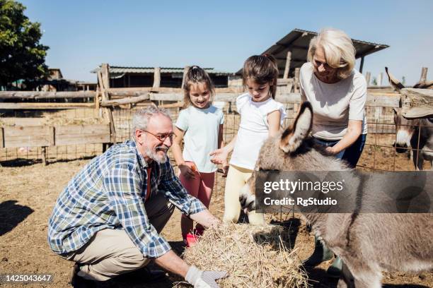 girls having fun on the ranch and feeding donkeys with grandparents - ass six stock pictures, royalty-free photos & images