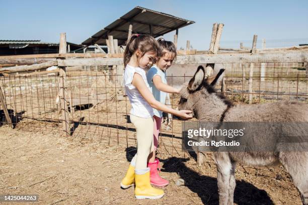 two girls feeding a baby donkey on the farm - ass six stock pictures, royalty-free photos & images