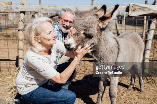 816 Animated Donkey Photos and Premium High Res Pictures - Getty Images 816 Animated Donkey Photos and Premium High Res Pictures - Getty Images