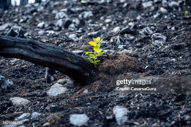 seedling growing from the ash after wildfire - seedling stock pictures, royalty-free photos & images