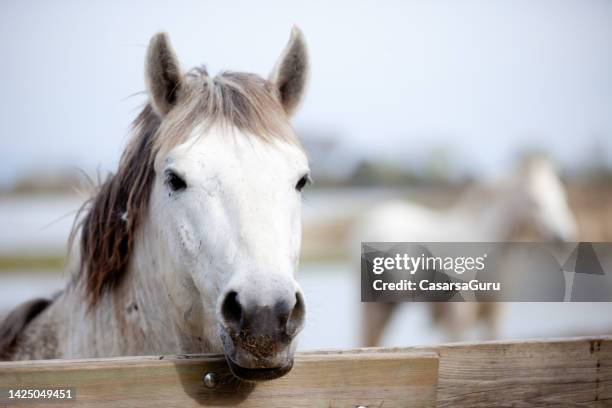 lippizan-pferde, die frei im soca-flussdelta leben - lipizzaner stock-fotos und bilder