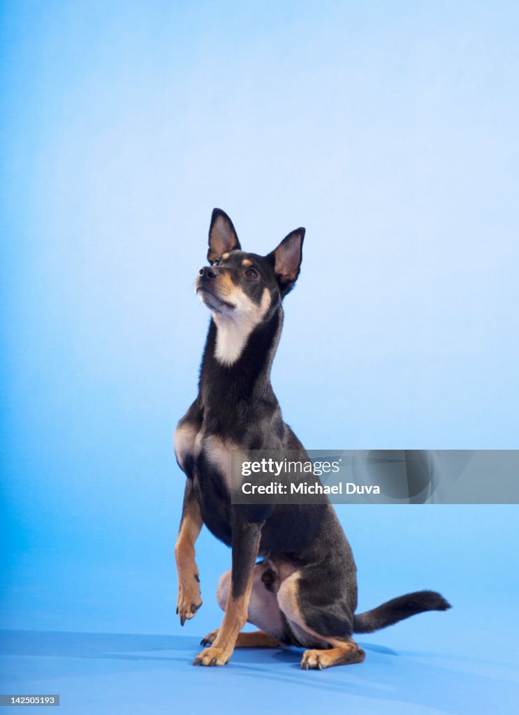 Studio shot, Portrait of a Dog